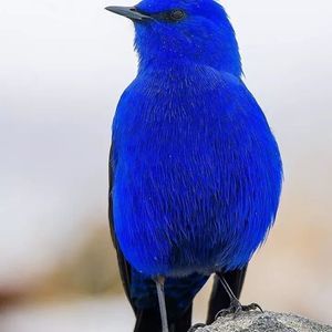 Meet your Posher, Ramona